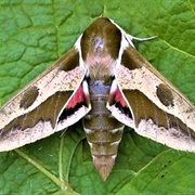 Galium Sphinx Moth
