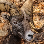 Ram