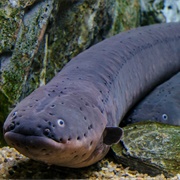 Electric Eel