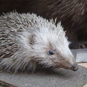 Bournemouth Natural Science Society