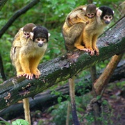 Black-Capped Squirrel Monkey