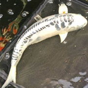 Ghost Koi