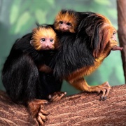 Tamarin