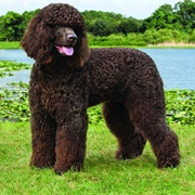 Irish Water Spaniel