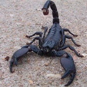 Emperor Scorpion