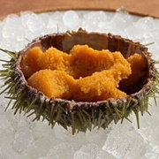 Purple Sea Urchin (Strongylocentrotus Purpuratus)