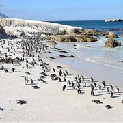 Boulders Beach, South Africa
