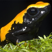 Splash-Backed Poison Frog
