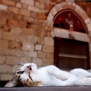 Holy Monastery of St. Nicholas of the Cats