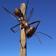 Big Meat Ant
