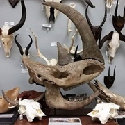 Skullstore Oddity Shop