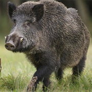 Wild Boar