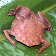 Suriname Toad