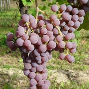 Sauvignon Gris