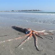 Giant Squid