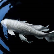 Platinum Ogon Koi