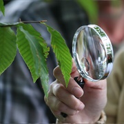 Explore Trees in Prospect Park