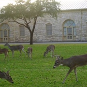 The Fort Sam Houston Quadrangle and Museum