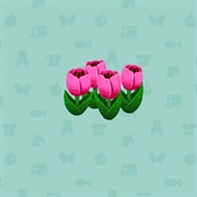 Pink Tulips