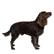 Spaniel (American Water)