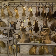 U.S. Fish and Wildlife Service Forensics Laboratory