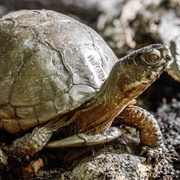 Three Toed Box Turtle