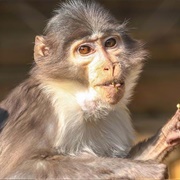 White-Naped Mangabey