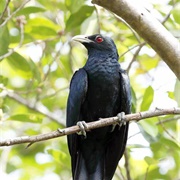 Asian Koel