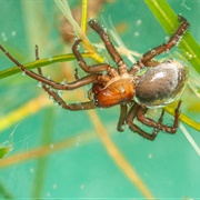 Water Spider