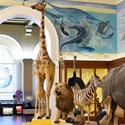 Museum D'histoire Naturelle De La Ville De Marseilles