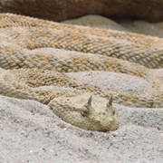Sand Viper