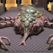 Cytoplasmic Lifeform