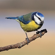 Blue Tit