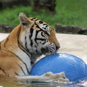 McCarthy's Wildlife Sanctuary, Florida