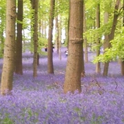 Dockey Wood Bluebells