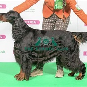 Gordon Setter