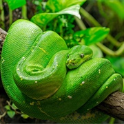Green Tree Python