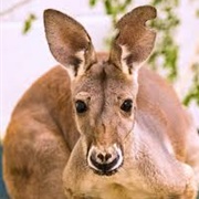 Kangaroo