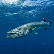 Great Barracuda