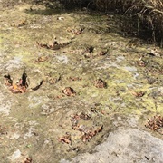 Dinosaur Tracks at Government Canyon