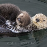 Sea Otter