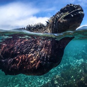 Marine Iguana