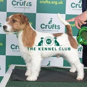 Jack Russell Terrier