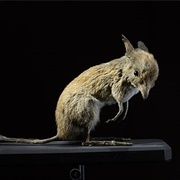 Pig-Footed Bandicoot