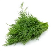 Herb Fennel