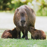 Ibera National Park, Argentina