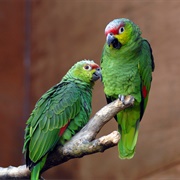 Ecuador Amazon Parrot
