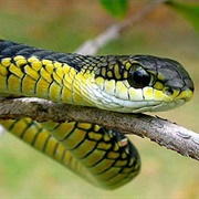 Boomslang