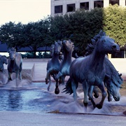 Mustangs, Las Colinas, Texas