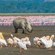 Lake Nakuru, Kenya